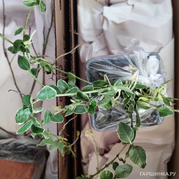 превью изображения отзыва