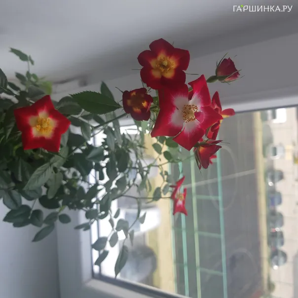 превью изображения отзыва