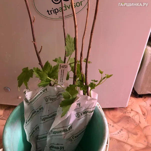 превью изображения отзыва