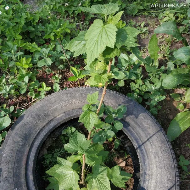 превью изображения отзыва