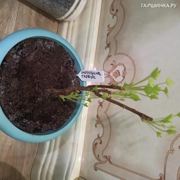 превью изображения отзыва