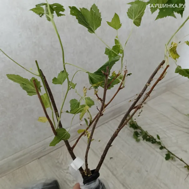 превью изображения отзыва