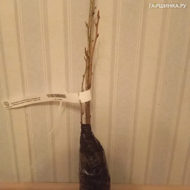 превью изображения отзыва