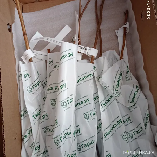 превью изображения отзыва