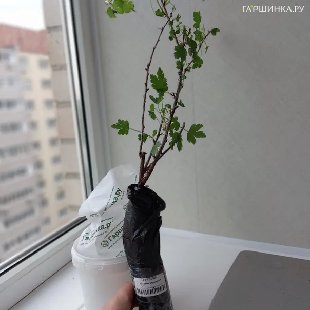 превью изображения отзыва