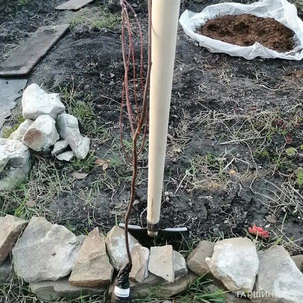 превью изображения отзыва