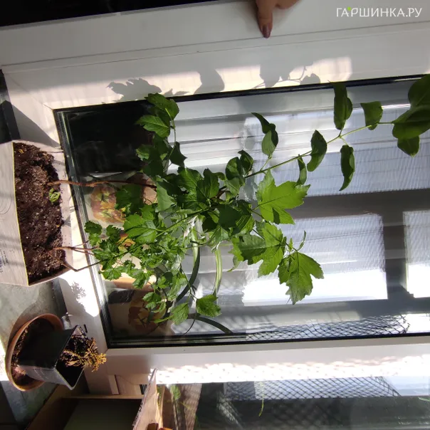 превью изображения отзыва