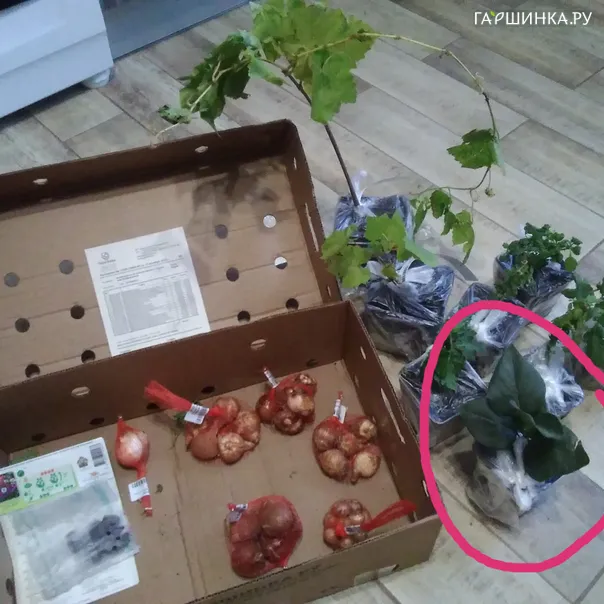 превью изображения отзыва