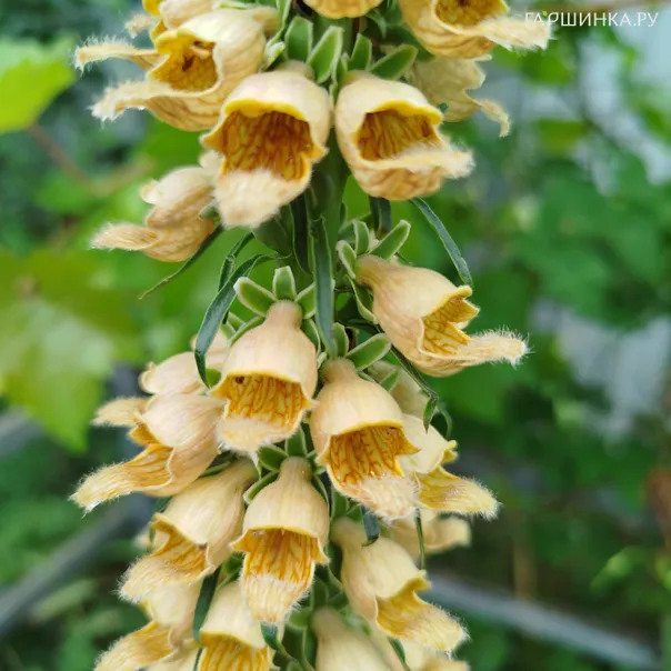 превью изображения отзыва