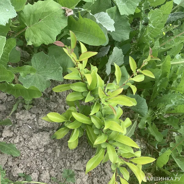 превью изображения отзыва