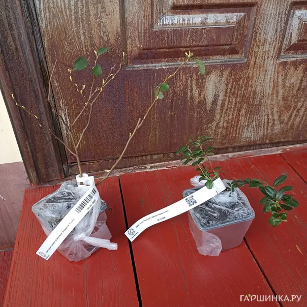 превью изображения отзыва