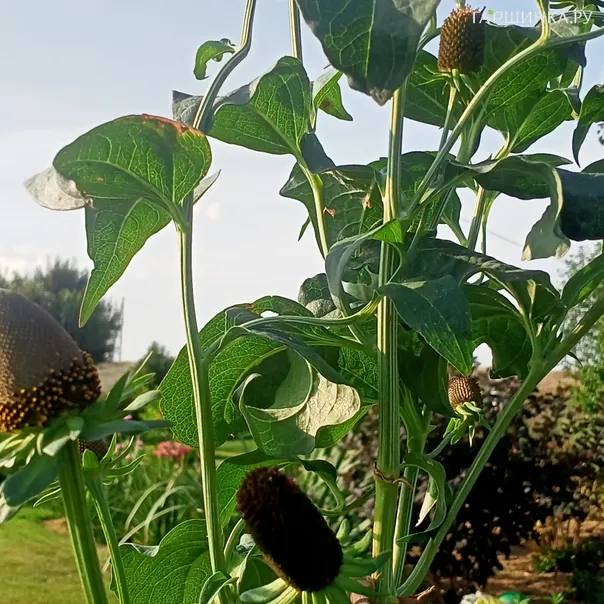 превью изображения отзыва