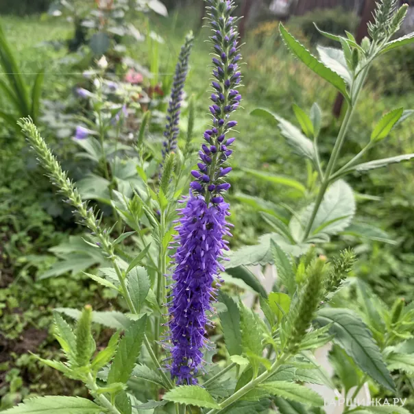 превью изображения отзыва