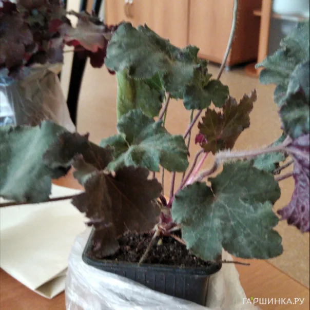 превью изображения отзыва