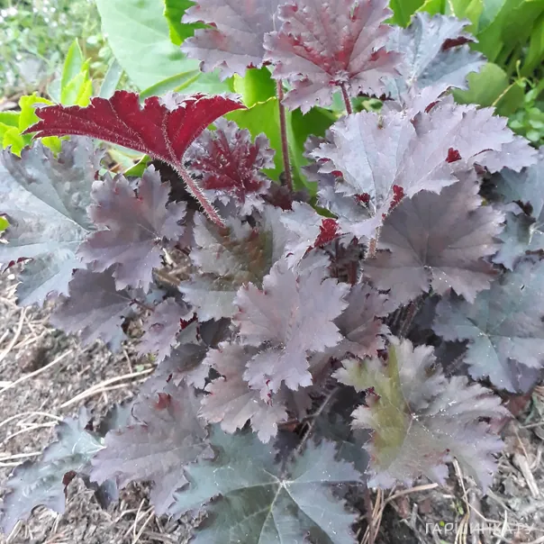 превью изображения отзыва