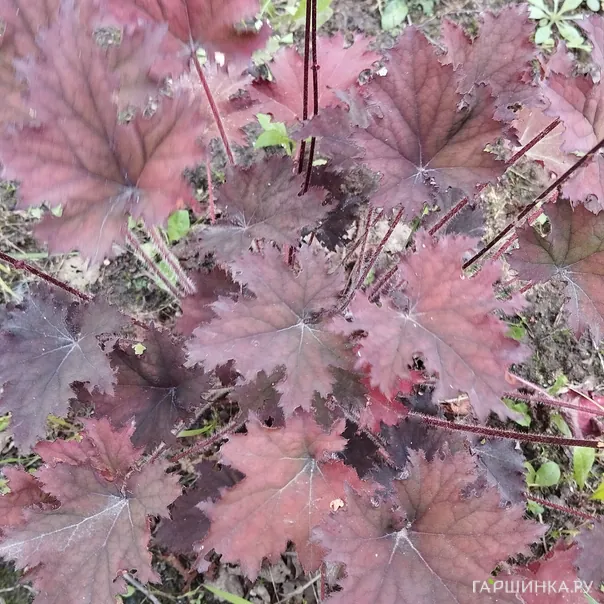 превью изображения отзыва