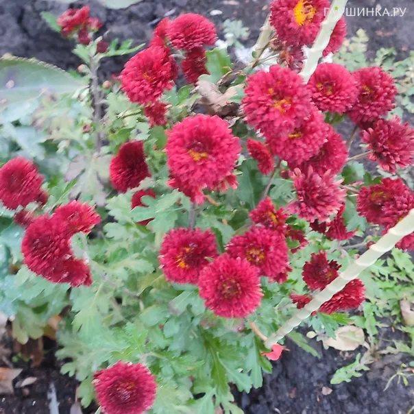 превью изображения отзыва