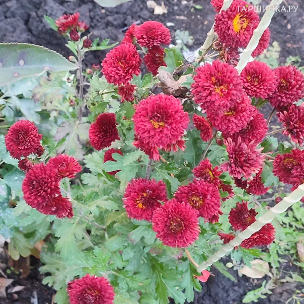 превью изображения отзыва