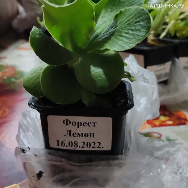 превью изображения отзыва