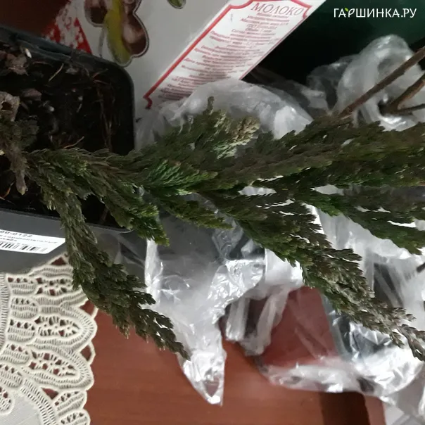 превью изображения отзыва