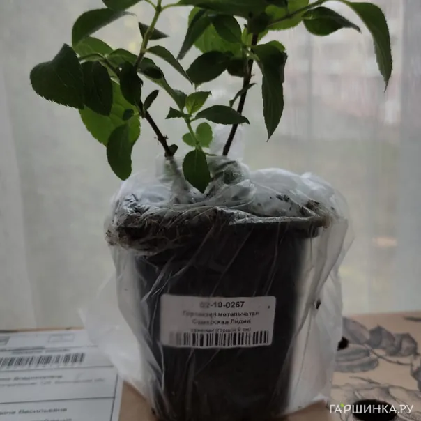 превью изображения отзыва