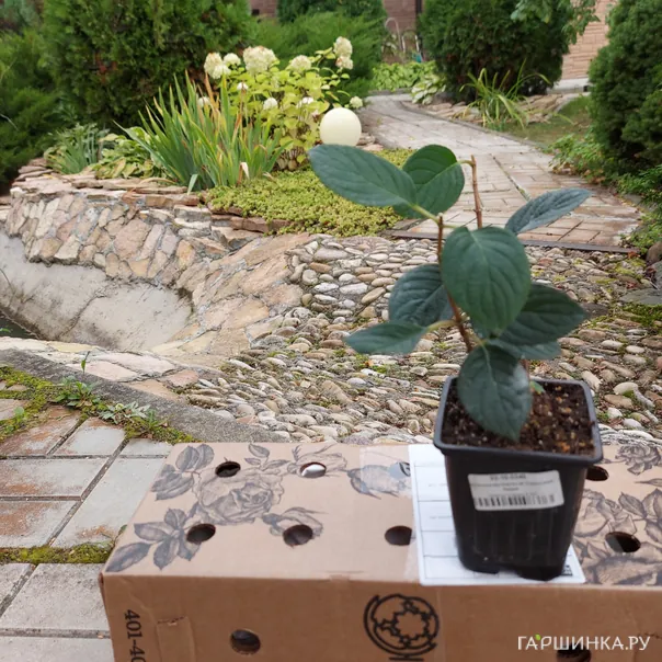 превью изображения отзыва