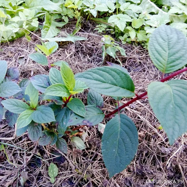 превью изображения отзыва