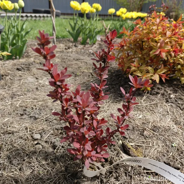 превью изображения отзыва