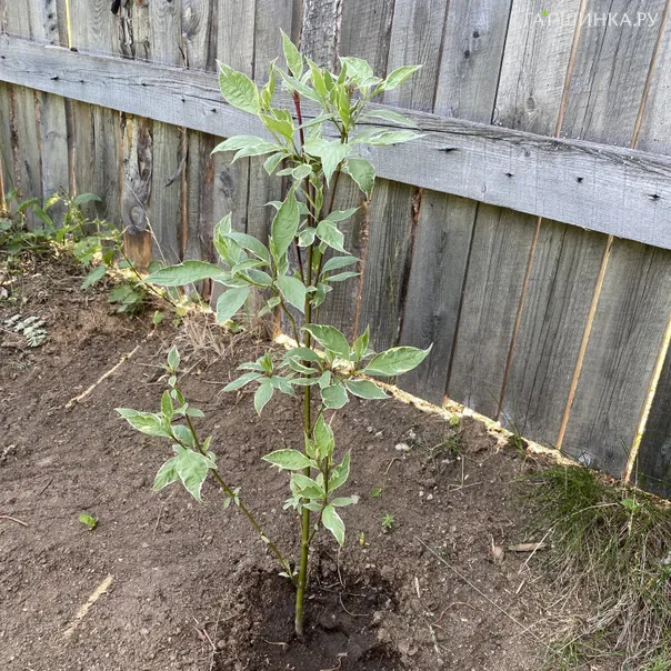 превью изображения отзыва