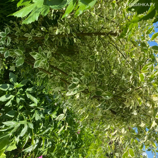 превью изображения отзыва