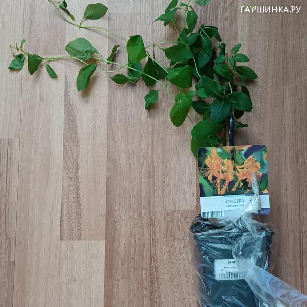 превью изображения отзыва