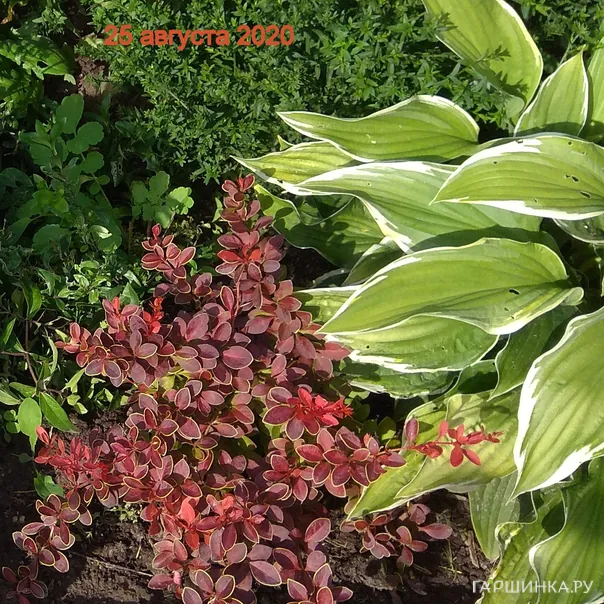 превью изображения отзыва