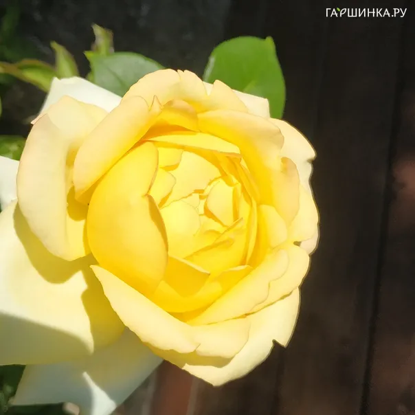 превью изображения отзыва