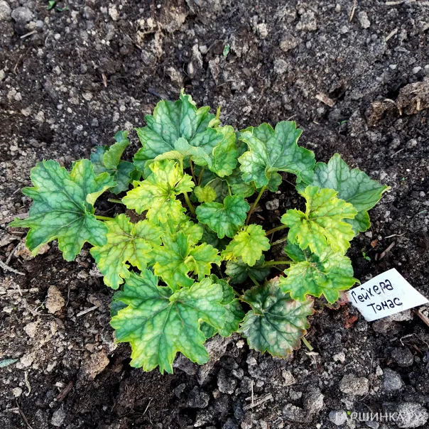 превью изображения отзыва