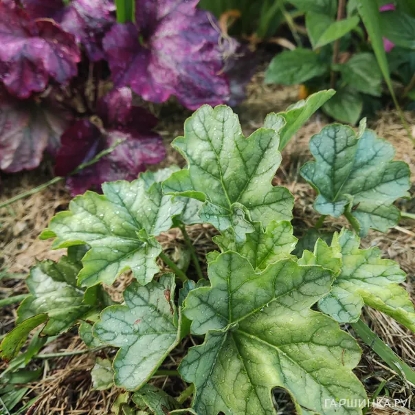 превью изображения отзыва