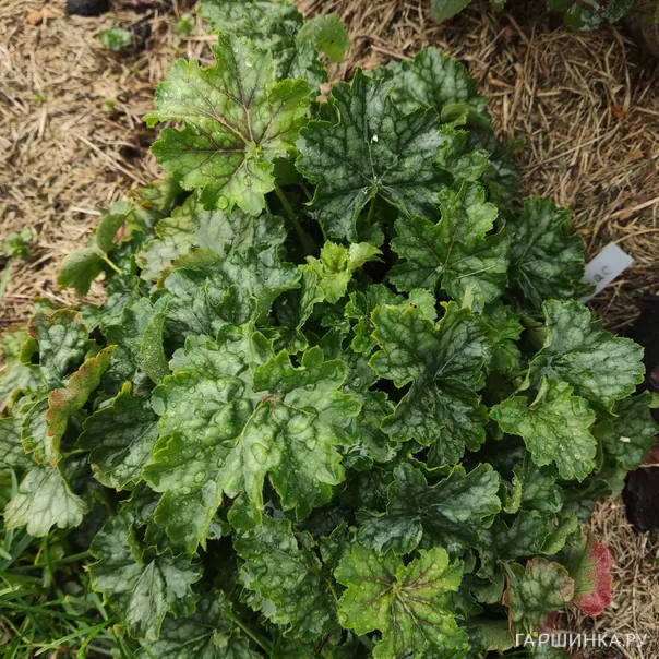 превью изображения отзыва