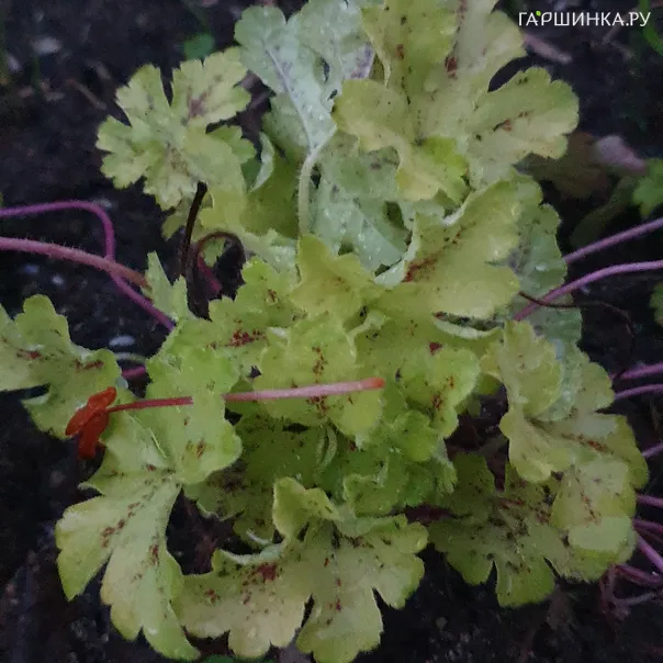 превью изображения отзыва