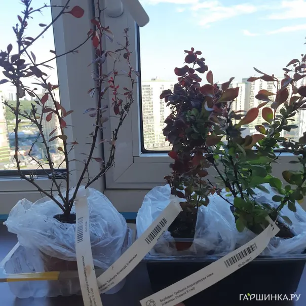 превью изображения отзыва