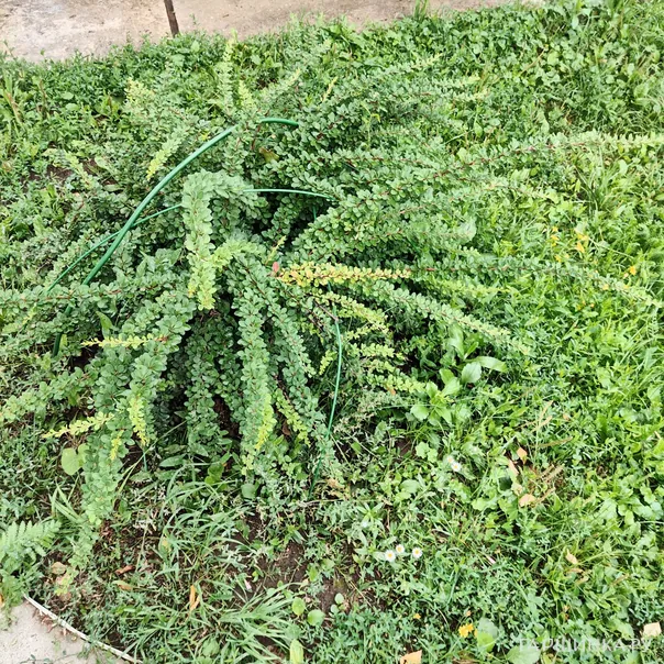 превью изображения отзыва