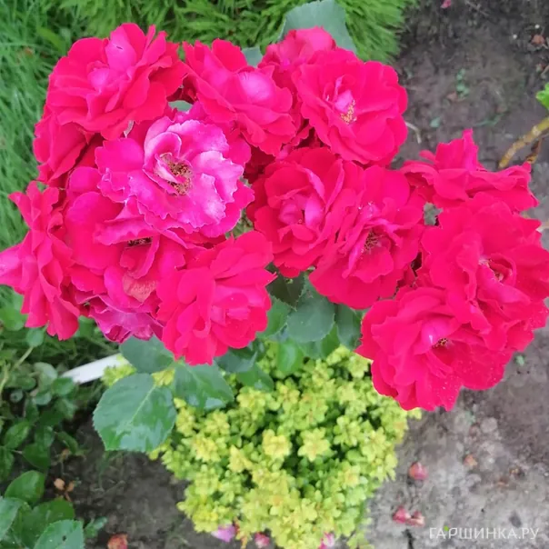 превью изображения отзыва