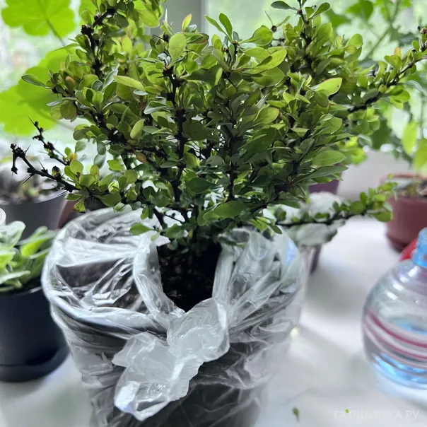 превью изображения отзыва