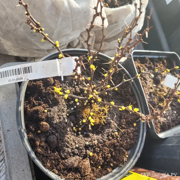 превью изображения отзыва