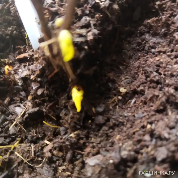 превью изображения отзыва