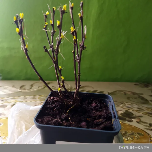 превью изображения отзыва