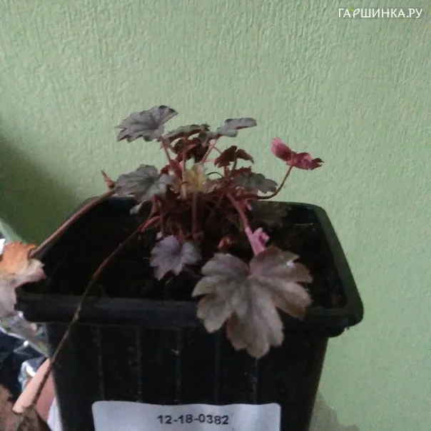 превью изображения отзыва