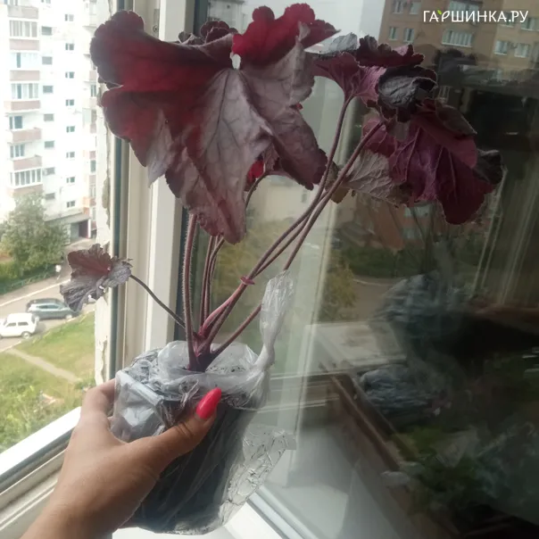 превью изображения отзыва