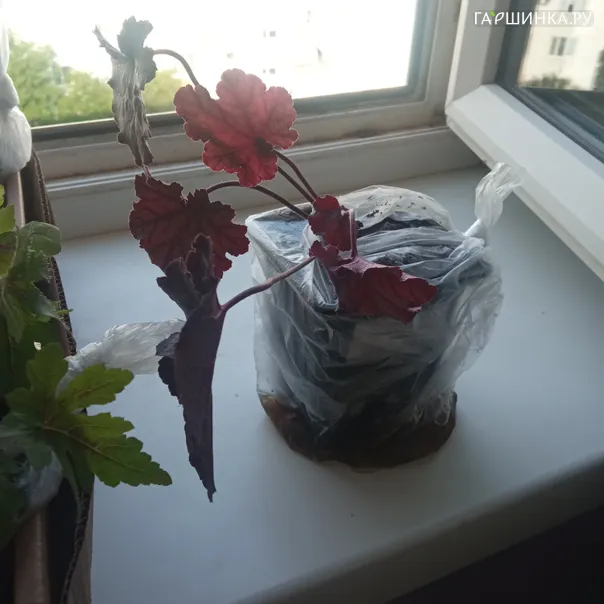 превью изображения отзыва