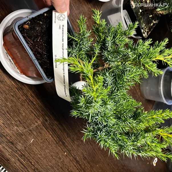 превью изображения отзыва