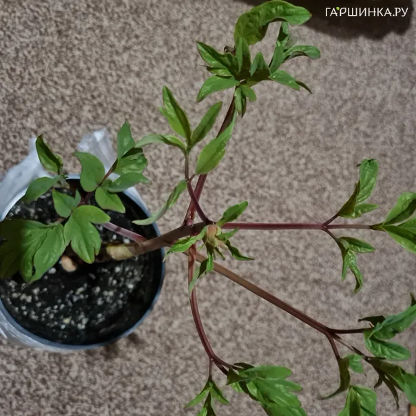 превью изображения отзыва