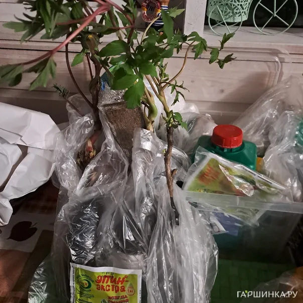 превью изображения отзыва